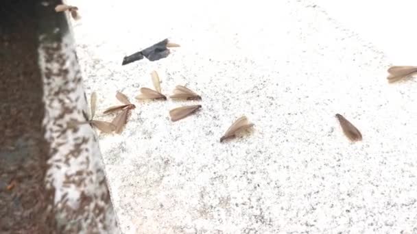 Enjambre Del Insecto Alado Termitas Alates — Vídeo de stock