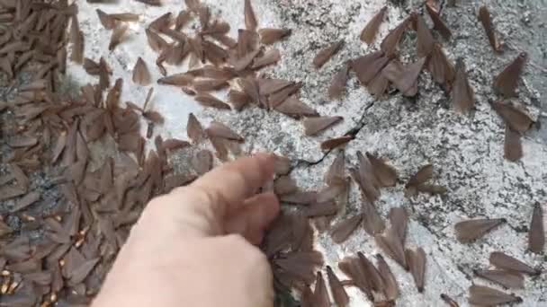 Enjambre Del Insecto Alado Termitas Alates — Vídeo de stock