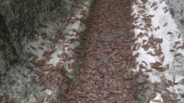 Alates termit kanatlı böcek sürüsü.. 