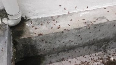 Alates termit kanatlı böcek sürüsü.. 