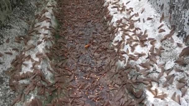 Enjambre Del Insecto Alado Termitas Alates — Vídeo de stock