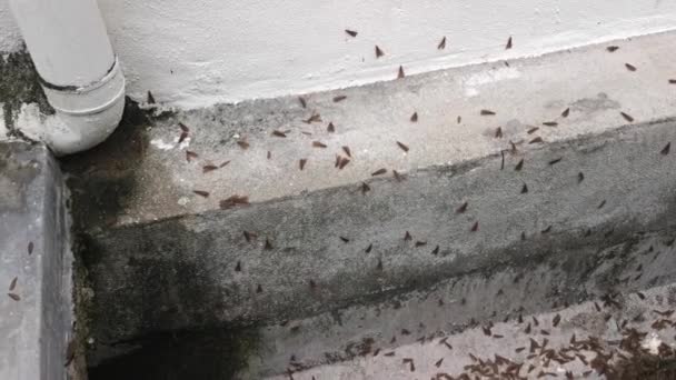 Enjambre Del Insecto Alado Termitas Alates — Vídeo de stock