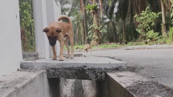 Cão Vadio Marrom Sozinho Rua — Vídeo de Stock