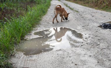Kırsal yol boyunca yansıtıcı su birikintisi