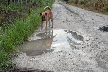 Kırsal yol boyunca yansıtıcı su birikintisi