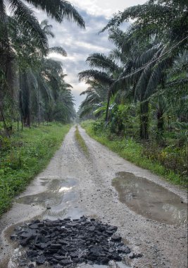 Kırsal yol boyunca yansıtıcı su birikintisi
