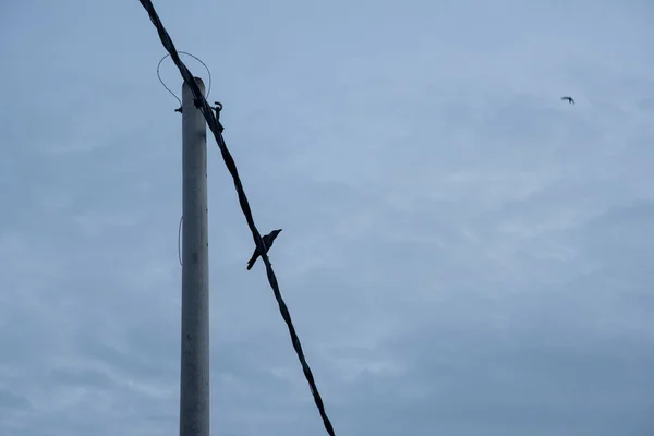 Cuervo Posado Cable Poste Eléctrico Calle — Foto de Stock