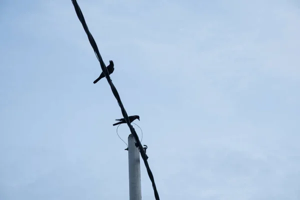 Cuervo Posado Cable Poste Eléctrico Calle — Foto de Stock