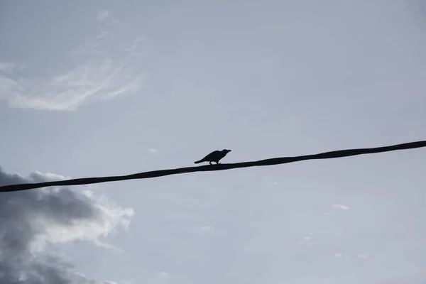 Krähen Hocken Auf Dem Stromkabel Der Straße — Stockfoto