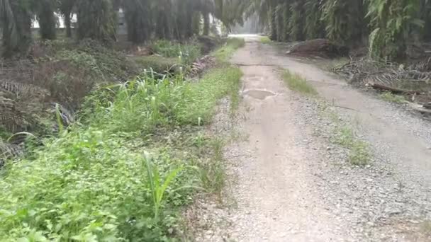 Reflective Puddle Rural Pathway — Stock Video