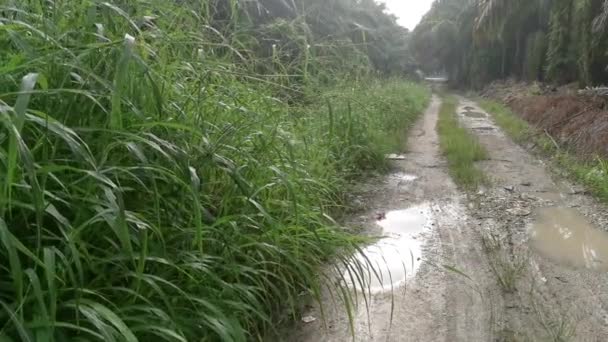 Kırsal Yol Boyunca Yansıtıcı Birikintisi — Stok video