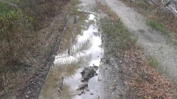 Reflektív Pocsolya Vidéki Ösvény Mentén — Stock videók