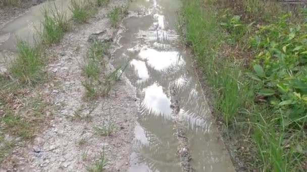 Flaque Eau Réfléchissante Long Sentier Rural — Video