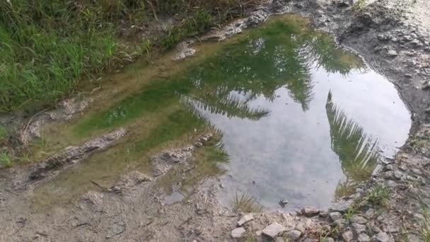 Flaque Eau Réfléchissante Long Sentier Rural — Video