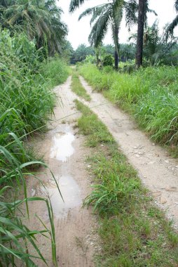 Kırsal yol boyunca yansıtıcı su birikintisi