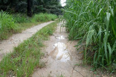 Kırsal yol boyunca yansıtıcı su birikintisi