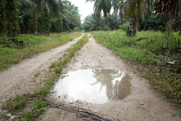 Poça Reflexiva Longo Caminho Rural — Fotografia de Stock