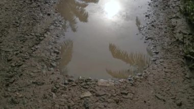 early morning scene of the reflective puddle along the rural pathway