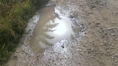 early morning scene of the reflective puddle along the rural pathway