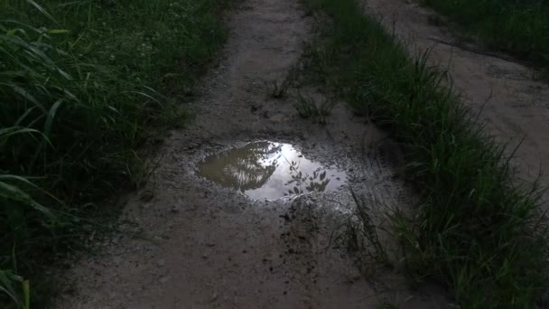 Early Morning Scene Reflective Puddle Rural Pathway — Αρχείο Βίντεο