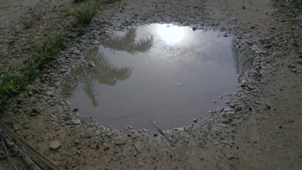 Early Morning Scene Reflective Puddle Rural Pathway — Wideo stockowe
