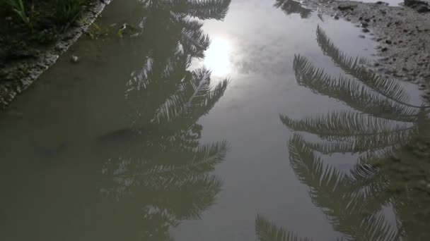 Early Morning Scene Reflective Puddle Rural Pathway — Stock Video