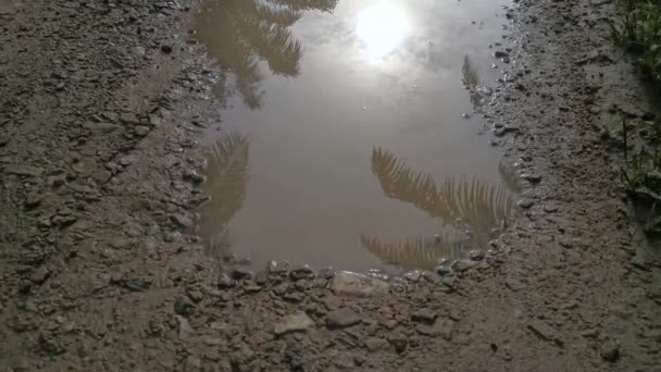 Early Morning Scene Reflective Puddle Rural Pathway — Stockvideo