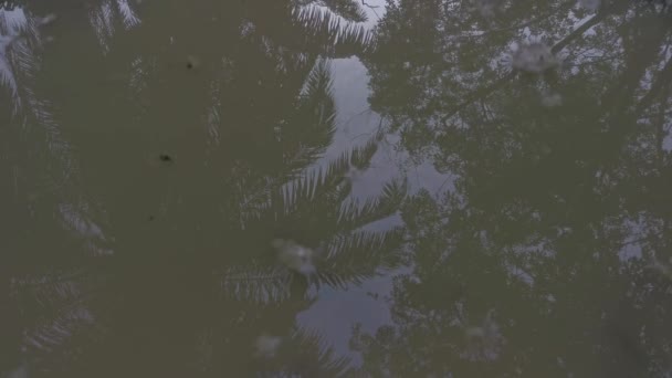 Early Morning Scene Reflective Puddle Rural Pathway — Stockvideo