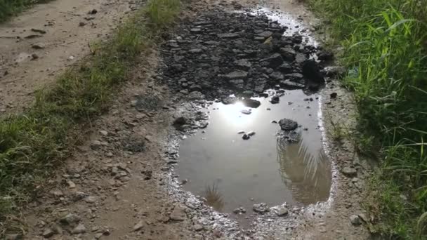 Early Morning Scene Reflective Puddle Rural Pathway — Stock Video
