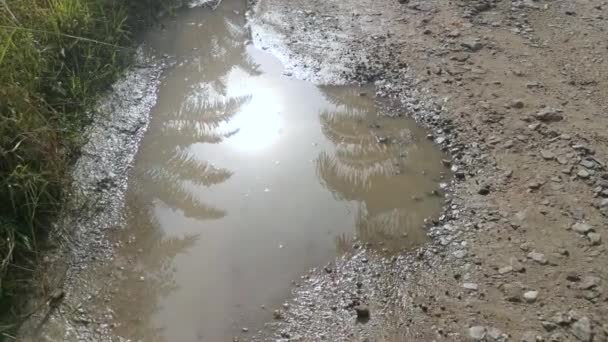 Early Morning Scene Reflective Puddle Rural Pathway — Stock video