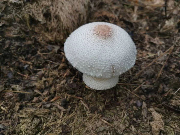 Wilder Giftig Stinkender Dapperling Pilz — Stockfoto