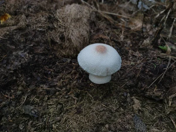 Wild Poisonous Stinking Dapperling Mushroom — Stock Photo, Image