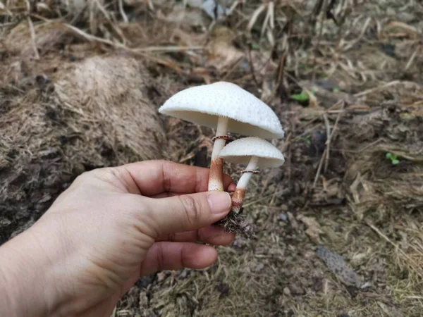 Champignon Sauvage Empoisonné Puant — Photo