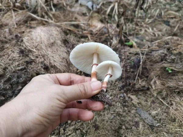 Champignon Sauvage Empoisonné Puant — Photo