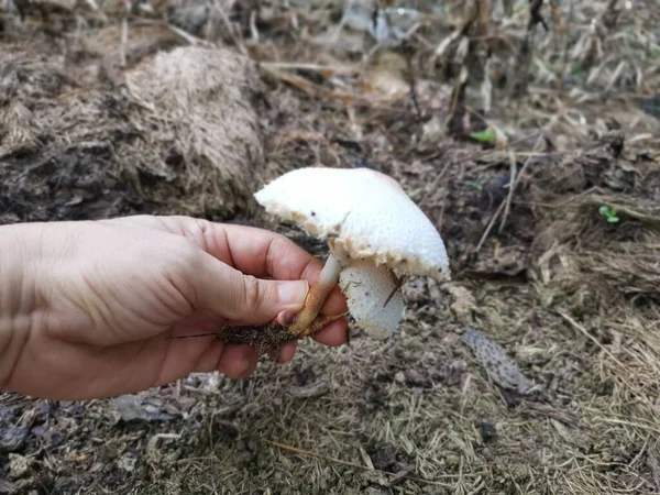 Wild Poisonous Stinking Dapperling Mushroom — Stock Photo, Image