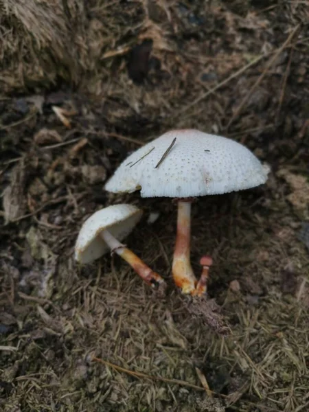 Wilder Giftig Stinkender Dapperling Pilz — Stockfoto