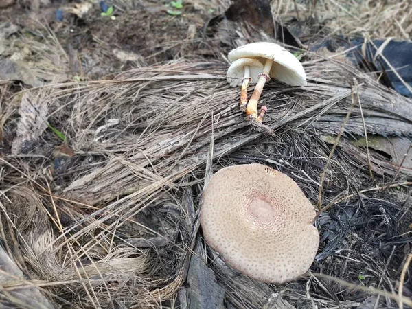 Champignon Sauvage Empoisonné Puant — Photo