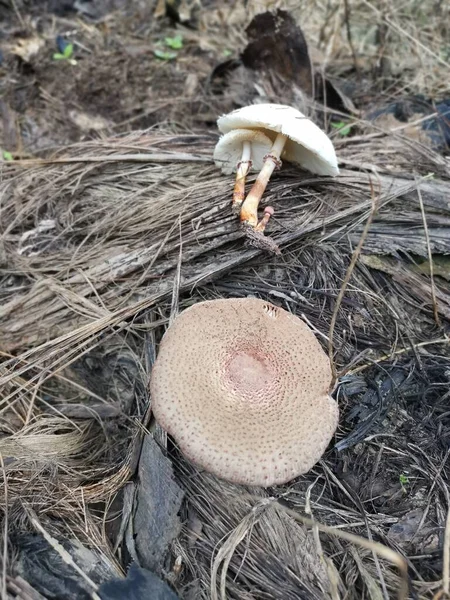 野生剧毒的臭蘑菇 — 图库照片