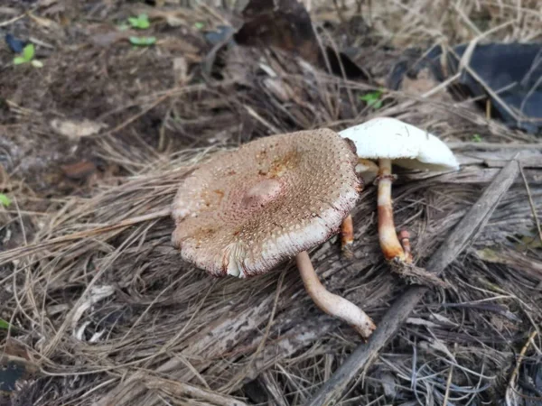 野生剧毒的臭蘑菇 — 图库照片