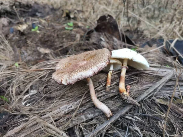 Seta Apestosa Venenosa Salvaje Dapperling — Foto de Stock