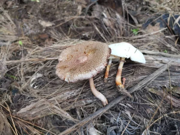 Champignon Sauvage Empoisonné Puant — Photo