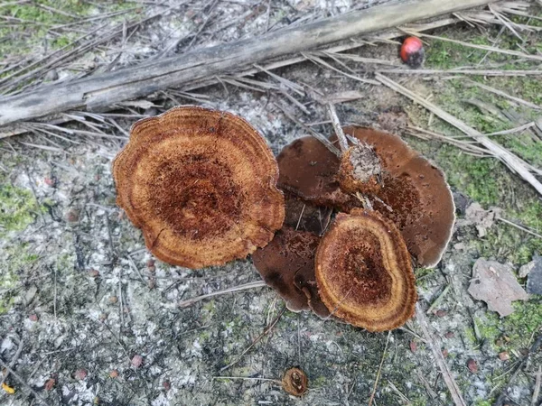 Rund Brun Tigerögonsvamp — Stockfoto