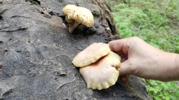 Wild Poisonous Stinking Dapperling Mushroom — Stock Video