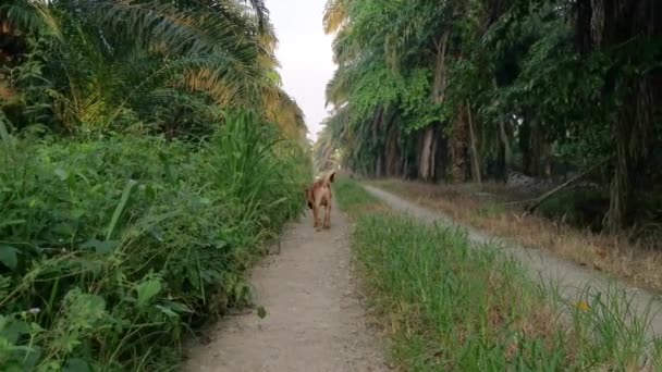朝早く田舎道をさまよい歩く野良犬 — ストック動画