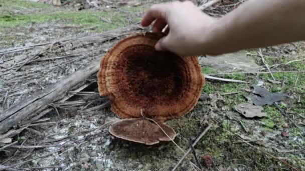 Okrągły Brązowy Grzyb Oka Tygrysa — Wideo stockowe