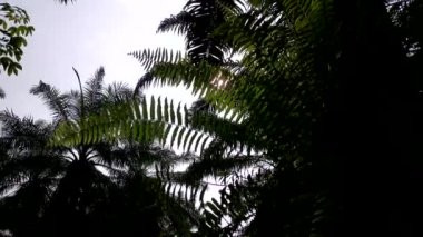 Önplanda yeşil yapraklı mavi gökyüzünün kısa süreli hızlandırılmış klibi