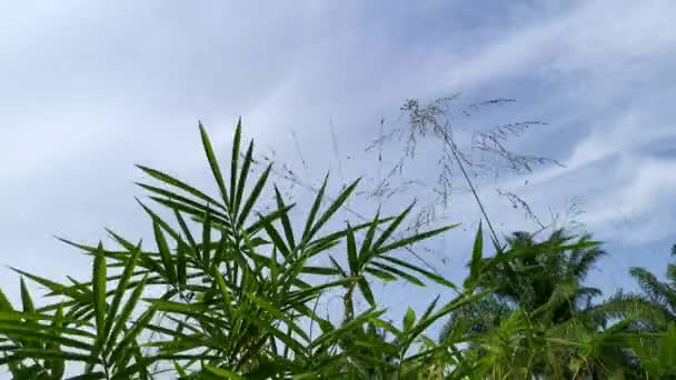 Kurzer Zeitraffer Clip Von Blauem Himmel Mit Grünem Laub Vordergrund — Stockvideo