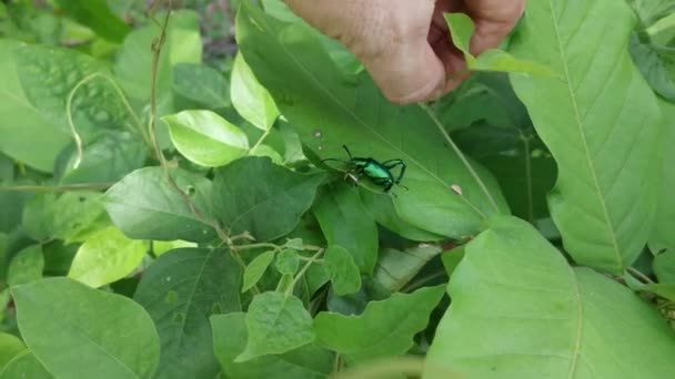 Escarabajo Hojas Patas Rana Verde Las Hojas — Vídeos de Stock