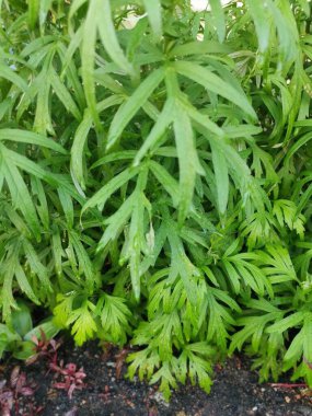 aromatik yapraklı yeşil mugwort bitkisi.