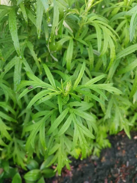 Aromatik Yapraklı Yeşil Mugwort Bitkisi — Stok fotoğraf